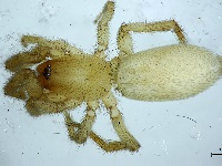 Внешний вид Synaphosus shmakovi - новый вид пауков, названный в честь А.И. Шмакова