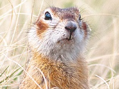 Суслик краснощекий. Суслик Краснощекий (Spermophilus erythrogenys). Суслик Краснощёкий Кемеровская область. Сибирский суслик Краснощекий.